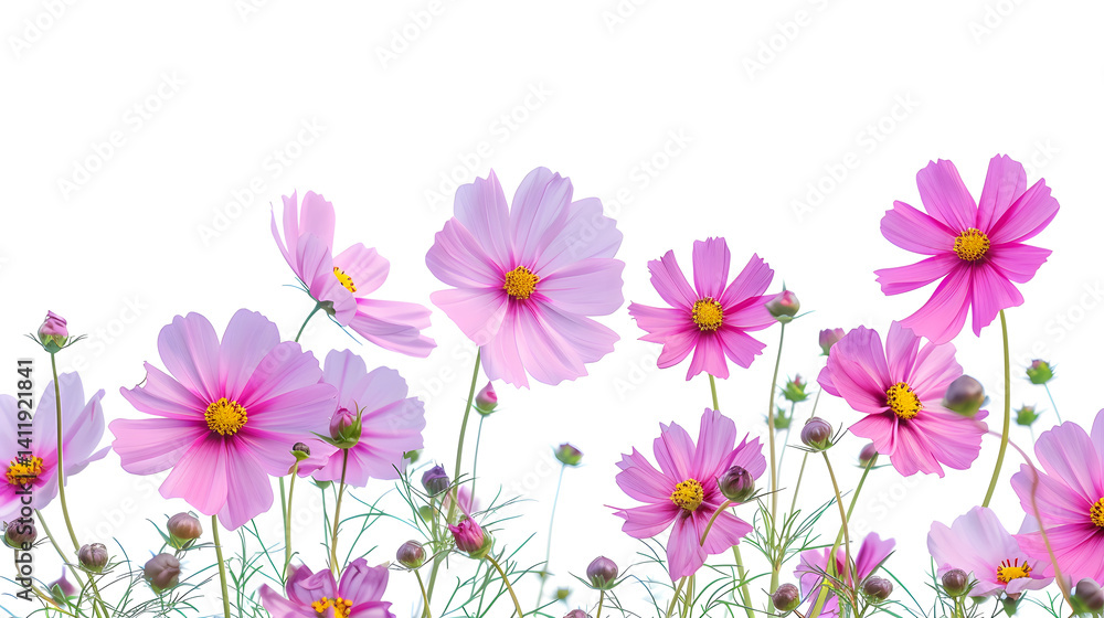 Isolated Cosmos Flower with Vibrant Colors and Blue Sky Background for Design Projects Isolated Cosmos Flower with Vibrant Colors and Blue Sky Background for Design Projects