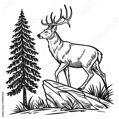 A vector whitetail deer standing on the hill or stone under a pine tree