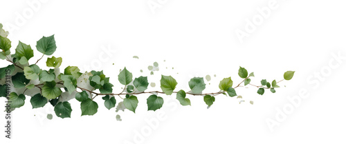 leaves trail hanging of watercolor painting ivy leaves or Ivy green with leaf on white background. Lush trailing ivy vine with delicate tendrils and vibrant green leaves, perfect for add. Png
