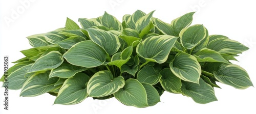 Obraz na płótnie Isolated clumping Hosta plant with variegated green foliage, creating a naturalistic element w salonie