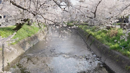 Cherry blossoms and river