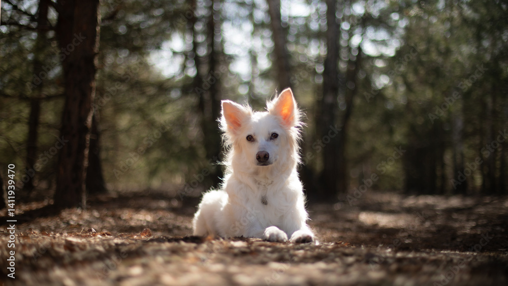 A white dog with perked ears is lying on the ground in a sunlit forest. The background features blurred trees, creating a soft and peaceful outdoor setting, ideal for nature and pet-themed imagery.
