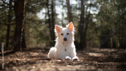 Obraz na płótnie A white dog with perked ears is lying on the ground in a sunlit forest. The background features blurred trees, creating a soft and peaceful outdoor setting, ideal for nature and pet-themed imagery. w salonie