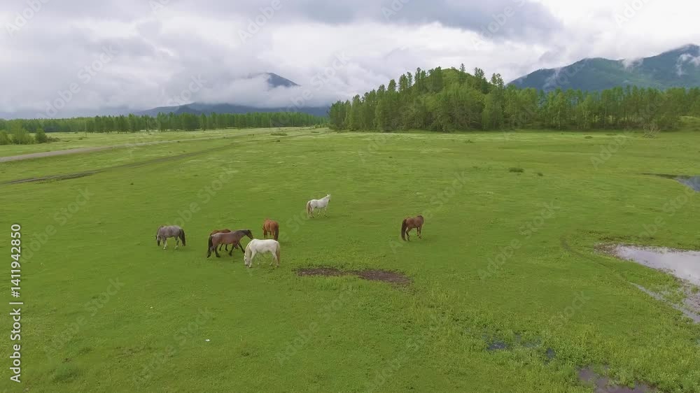 A herd of horses grazing in a meadow against the backdrop of clouds, mountains and a river.
