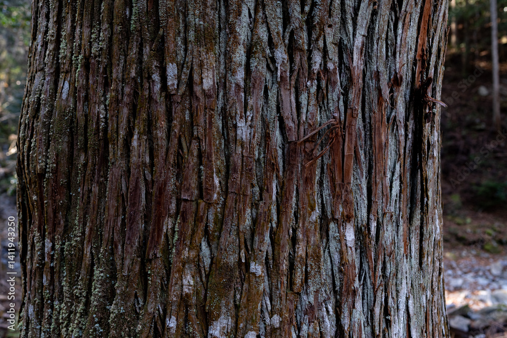 Obraz premium 美しい杉の木の表面