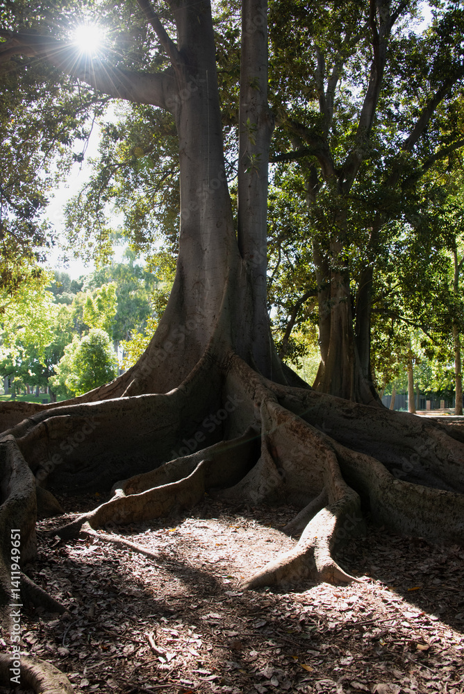 Massive fig tree roots spreading across forest floor Massive fig tree roots spreading across forest floor