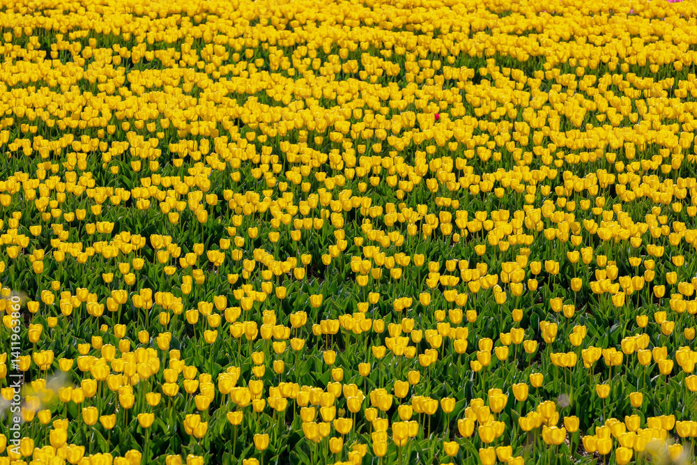 Selective focus of yellow tulips flowers with green leaves on fields in countryside farm, Tulips are plants of the genus Tulipa, Spring-blooming perennial herbaceous bulbiferous geophytes, Netherlands