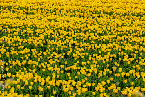 Obraz na płótnie Selective focus of yellow tulips flowers with green leaves on fields in countryside farm, Tulips are plants of the genus Tulipa, Spring-blooming perennial herbaceous bulbiferous geophytes, Netherlands w salonie