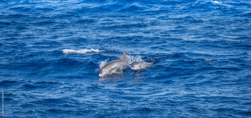Fototapeta premium Red Sea | Egypt | Marsa Alam