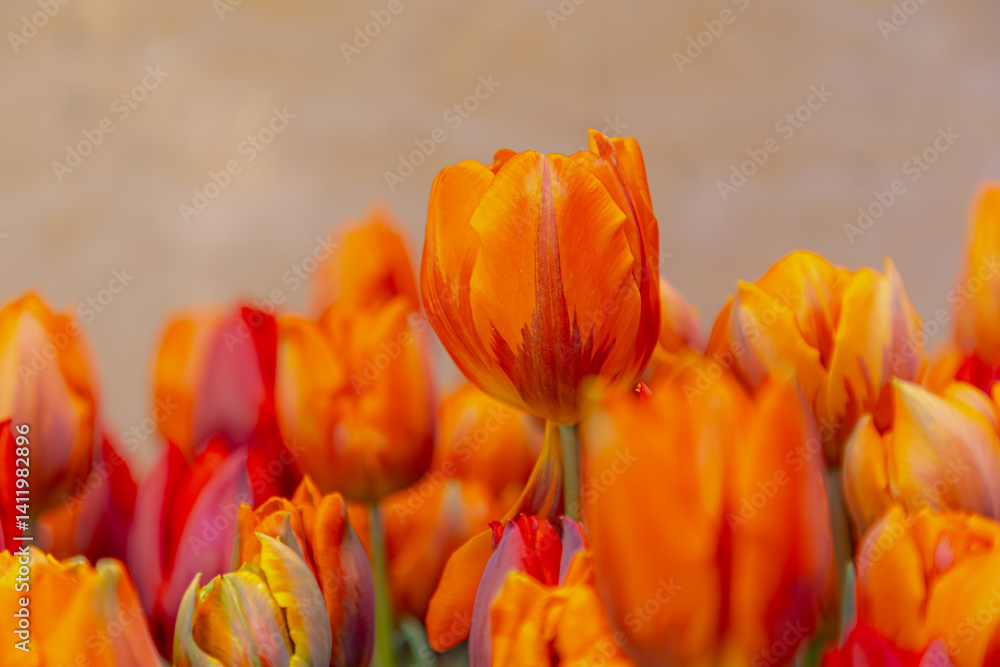 Selective focus of orange red flowers in garden, Tulips are plants of the genus Tulipa, Spring-blooming perennial herbaceous bulbiferous geophytes, Natural background, Tulip festival in Netherlands.