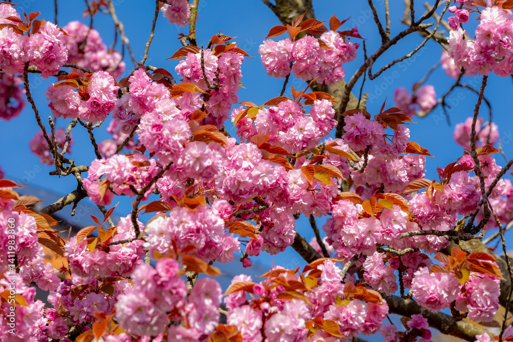 Selective focus full bloom of Prunus serrulata on tree, Branches of white pink cultivar flowers under blue sky, Oriental cherry flowering twig is a species of cherry, Nature floral pattern background.