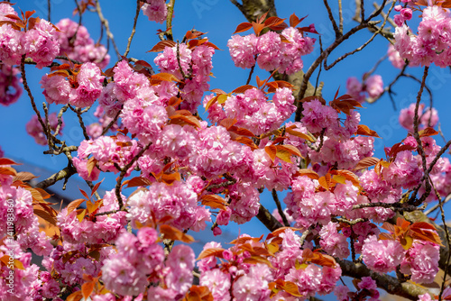 Obraz na płótnie Selective focus full bloom of Prunus serrulata on tree, Branches of white pink cultivar flowers under blue sky, Oriental cherry flowering twig is a species of cherry, Nature floral pattern background. w salonie