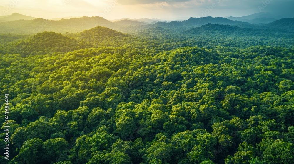 Fototapeta premium Lush green forest canopy view from above