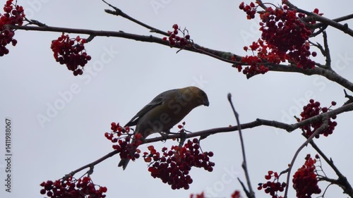 Female Pine Grosbeak Feeds on Rowan Berries in Swden, Tracking Shot