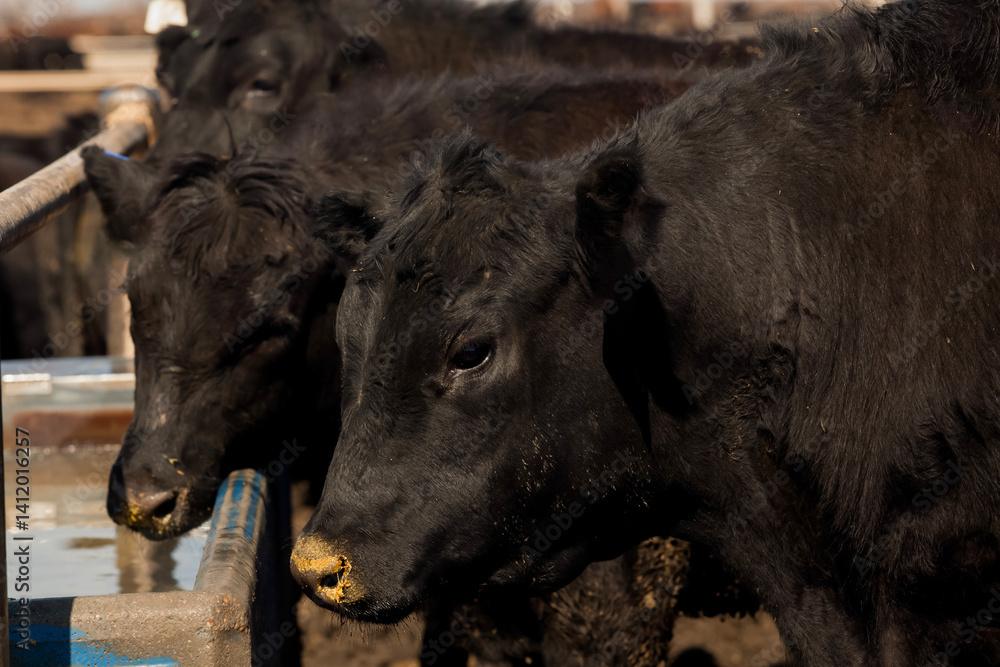 Fototapeta premium X