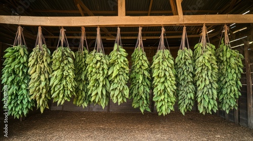 Tobacco leaves hanging for drying