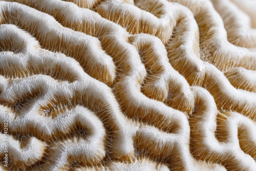 Obraz na płótnie Intricate Textures of Coral Reefs Displaying Nature's Unique Patterns and Structures w salonie