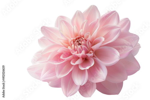 Delicate pink dahlia bloom showcasing intricate petal arrangements in soft natural light isolated on transparent background