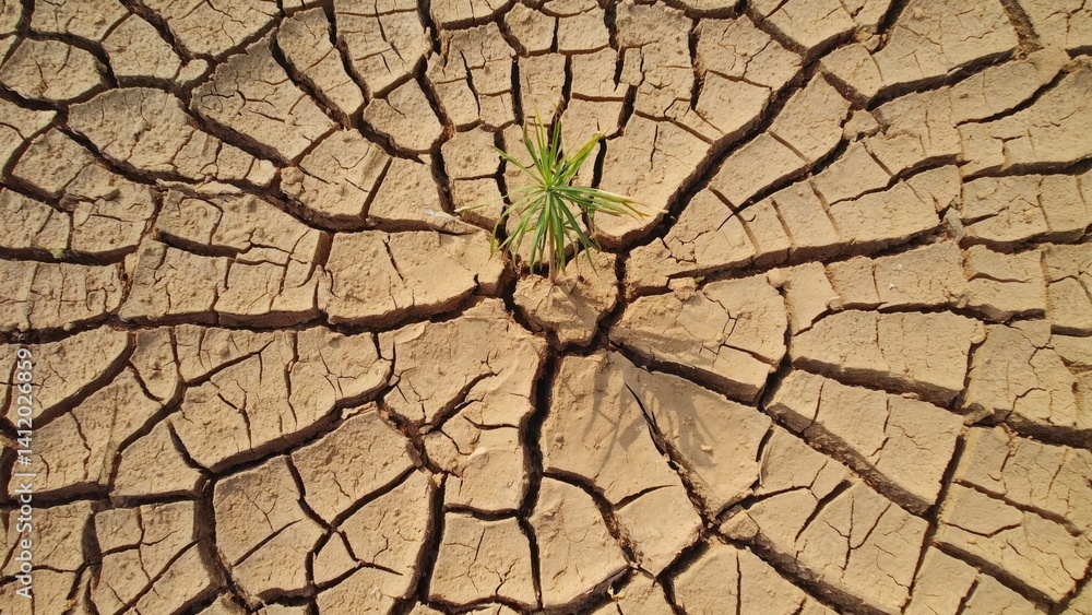 Obraz premium Resilience of a plant growing through drought or hard soil.