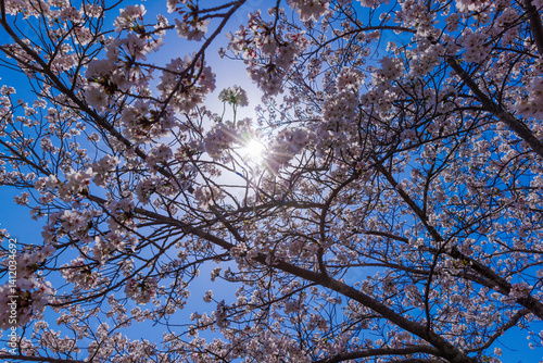 逆光の桜