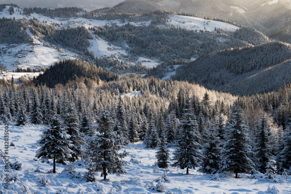 The fir trees in the mountains are covered with fresh snow, glistening in the sun. The fir trees in the mountains are covered with fresh snow, glistening in the sun.
