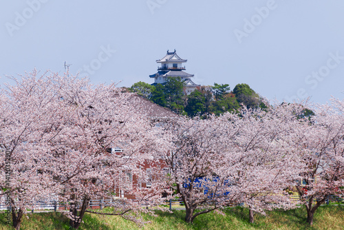 桜