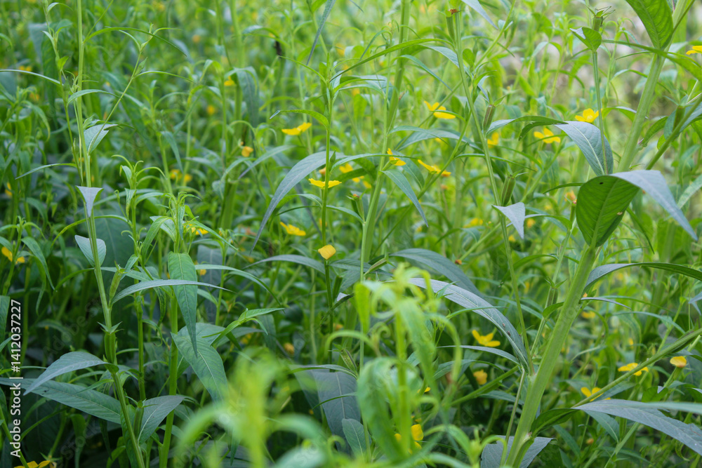 Obraz premium The bush plant (Ludwigia decurrens) blooms yellow, has four petals, and lives in slightly damp places such as swamps and rice fields