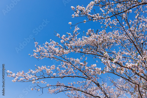 春の桜