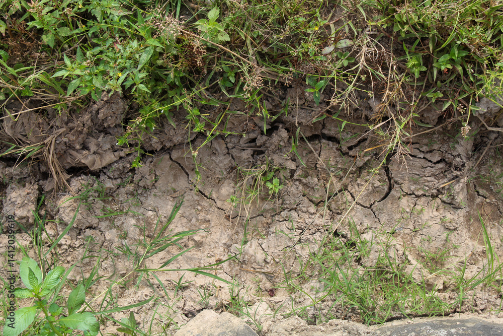 Dry, cracked earth in an agricultural field with sparse green rice plants struggling to grow. The parched soil forms deep fissures, symbolizing drought and water scarcity in farming.