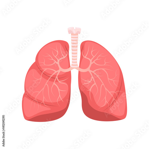 Human lungs, anatomy of internal organ. Respiratory system, human internal organs.
