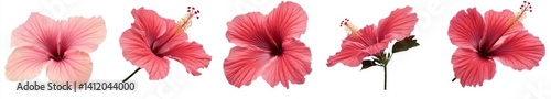 Vibrant Pink Hibiscus Blossoms
