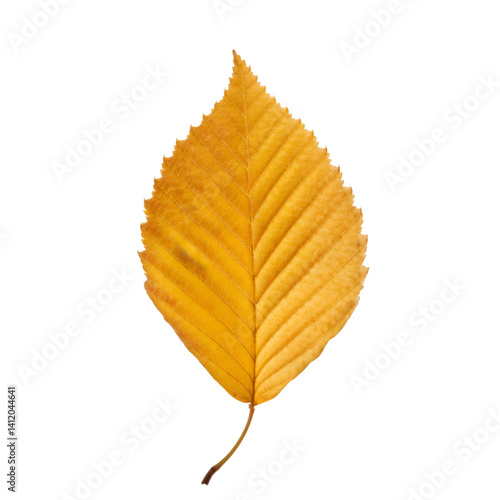 Crisp yellow beech leaf gently resting, highlighting autumnal golden hue against pristine transparent surface