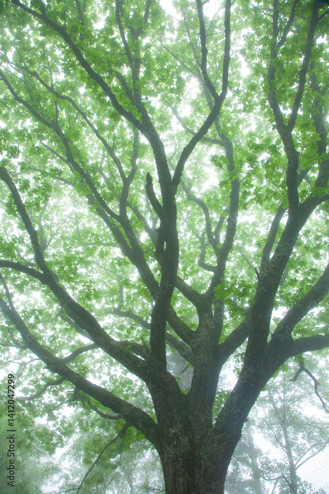 Obraz premium 霧の中のナラの大木の新緑7