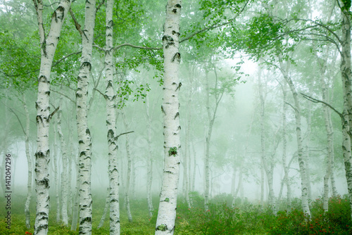 霧の中の新緑のシラカバの林3