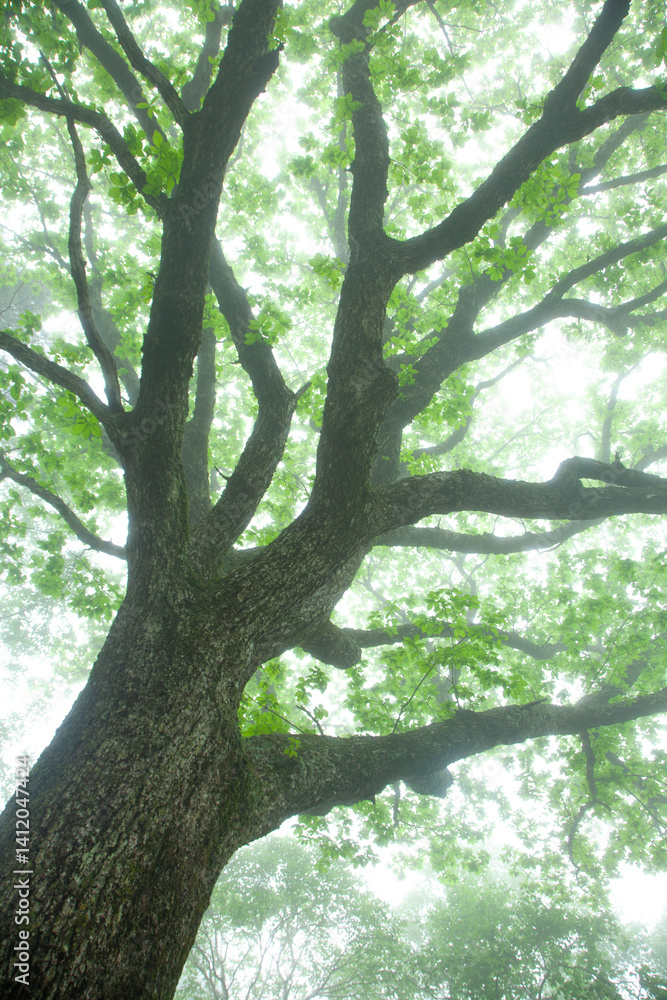 Fototapeta premium 霧の中のナラの大木の新緑8