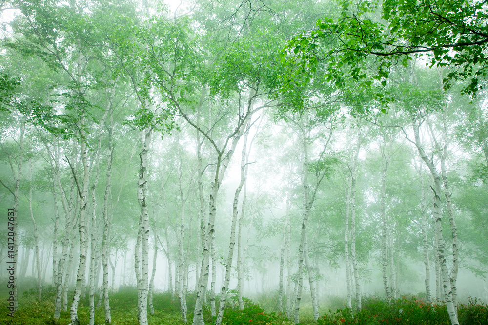 Fototapeta premium 霧の中の新緑のシラカバの林1