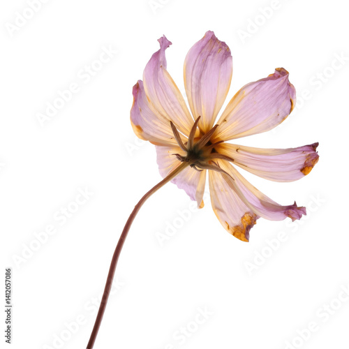 Withering cosmos flower with torn petals, floating on transparent cutout, shadowless, ideal for graphic design compositions
