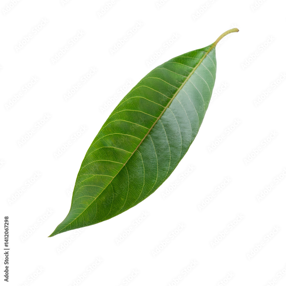Obraz premium Perfectly floating sapodilla leaf isolated on transparent background, ideal for graphic design projects