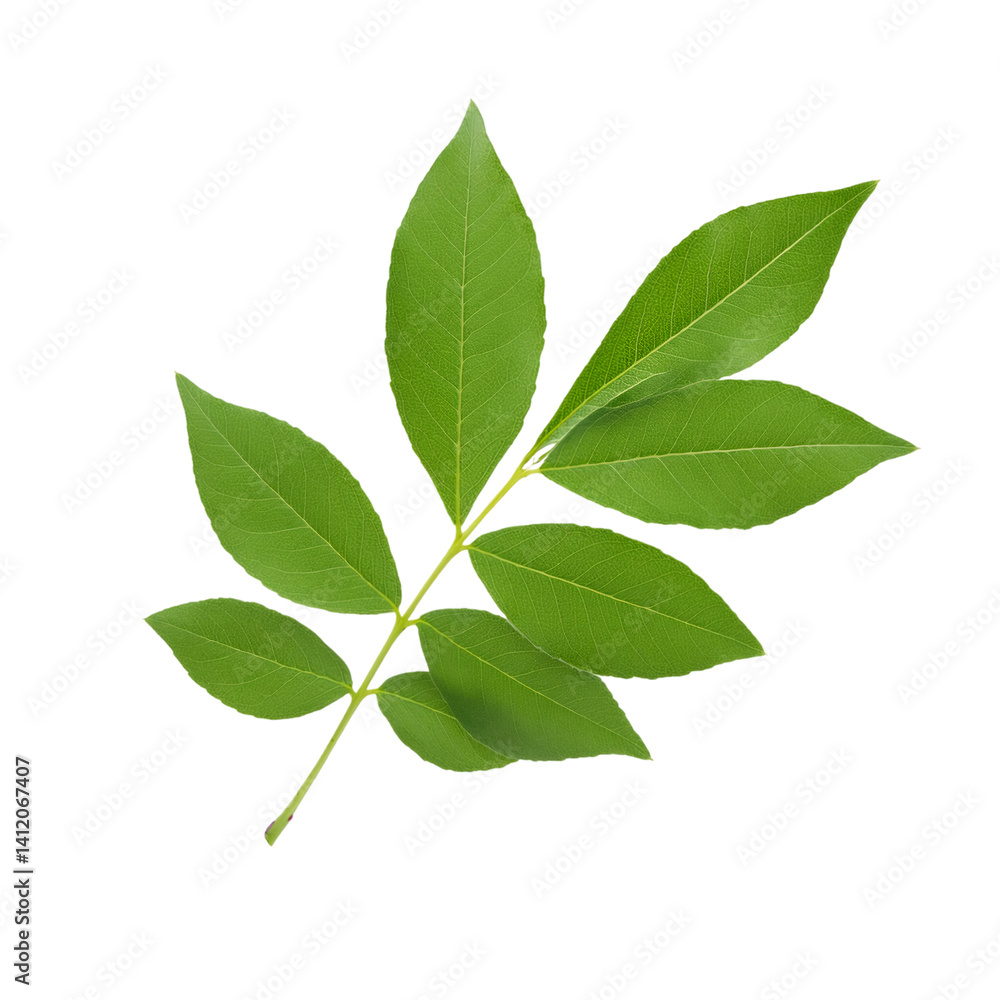 Fototapeta premium Sassafras leaf floating on a transparent background, perfect for graphic design projects