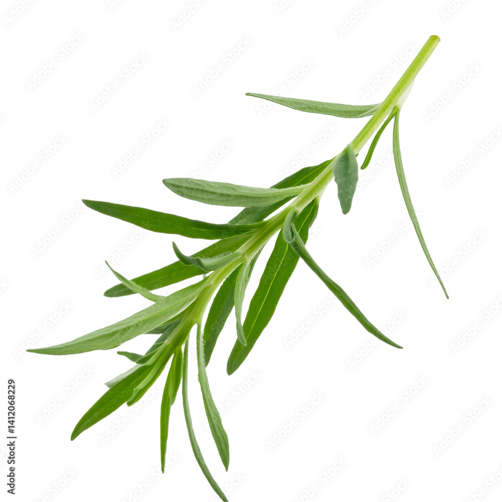 Fototapeta premium Tarragon sprig floating on a transparent background, perfect for food and beverage visuals