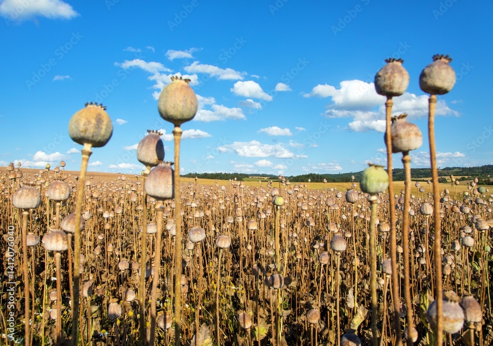 Poppy dry field Papaver Somniferum ready for the harvest