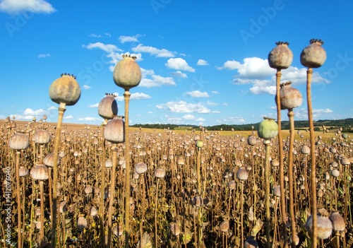 Obraz na płótnie Poppy dry field Papaver Somniferum ready for the harvest w salonie