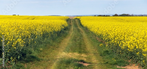 Obraz na płótnie Rapeseed, canola or colza field in Latin Brassica Napus w salonie