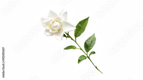 a single white flower on a transparent background, PNG image, PNG file, Generative art.