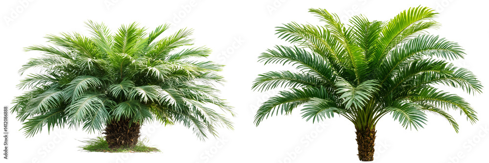 Fototapeta premium Set of a palm tree, isolated on a transparent background.
