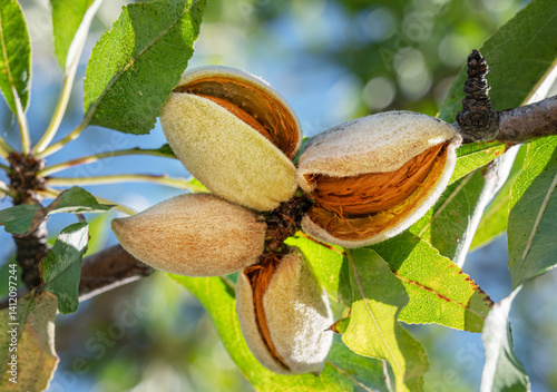 Foto Almond nuts on almond tree close up. Blue sky at the background.