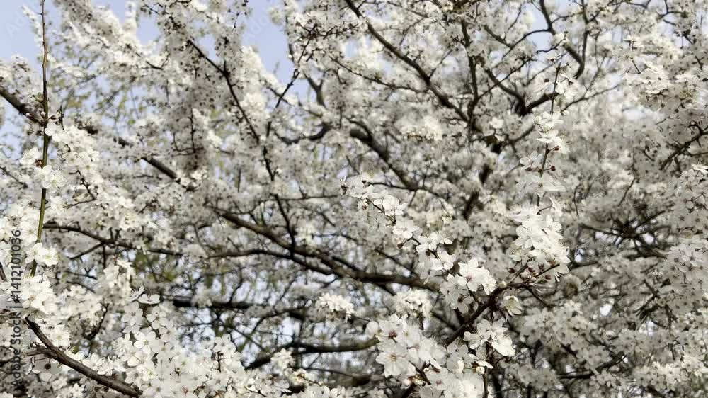 blooming white cherry flowers fluffy tree in spring as background blooming white cherry flowers fluffy tree in spring as background