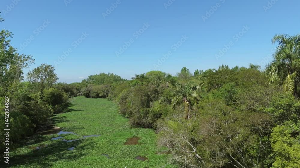 Aerial view of an open river wetland area blending into dense trees with some flying white herons. Aerial view of an open river wetland area blending into dense trees with some flying white herons.