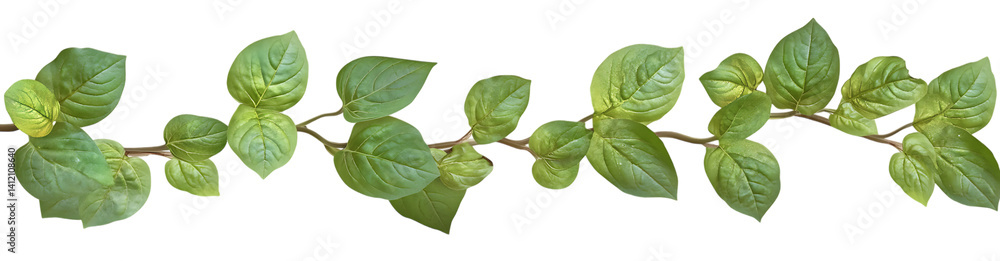 Obraz premium Green leafy vine with visible stem on trasparent background