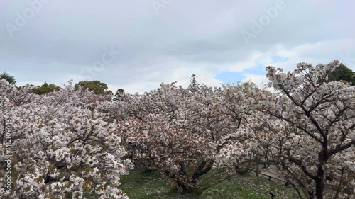 御室桜と五重塔